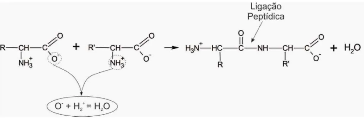 Figura 6: Rea¸c˜ao entre dois monopept´ıdeos para formar um dipept´ıdeo [16].