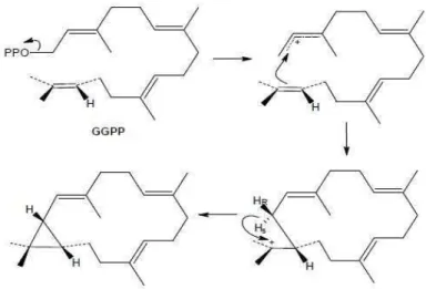 Figura 1.17: Ciclizac¸˜ao do geranilgeranil pirofosfato(GGPP) com o grupo pirofosfato atuando como grupo de sa´ıda