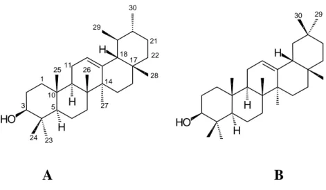 FIGURA 2. Estruturas químicas de  α -amirina (A) e  β -amirina (B). 