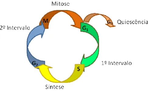 Figura 1: Esquema das fases do ciclo celular 