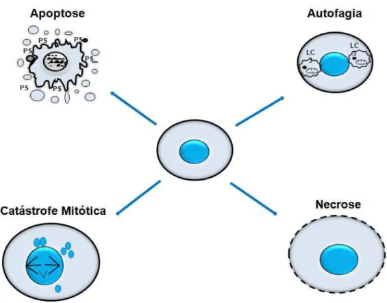 Figura  4:  Características  morfológicas  dos  principais  tipos  de  morte  celular