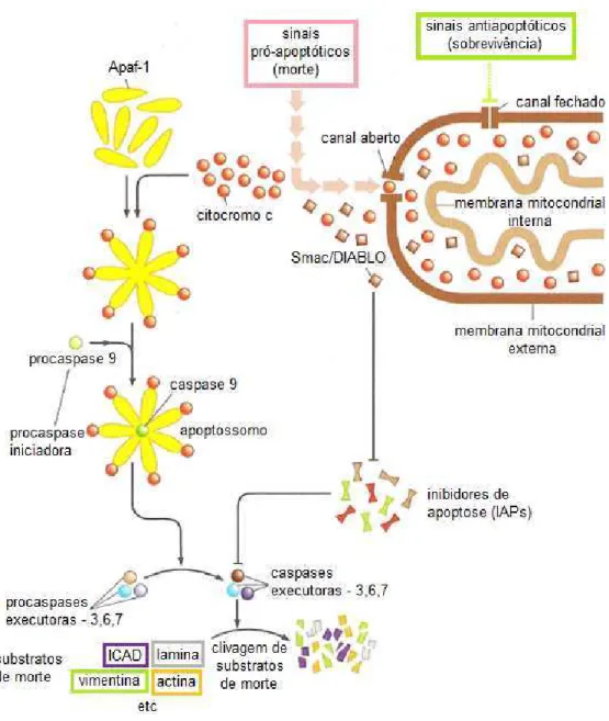 Figura 5: Esquema da via intrínseca da apoptose. 