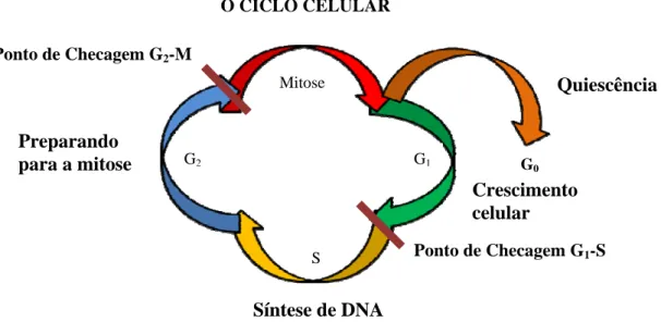 Figura 4: O ciclo celular e sua modulação pelos pontos de checagem nas suas  diferentes fases até a completa divisão celular (Fonte: FOSTER, 2007)