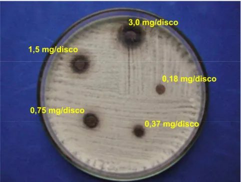 FIGURA 6. Posicionamento dos discos contendo diferentes  quantidades do látex do Croton urucurana no método de difusão 
