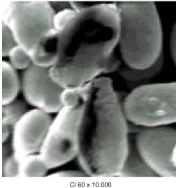 FIGURA 2. Células de Saccharomyces cerevisiae após conta-