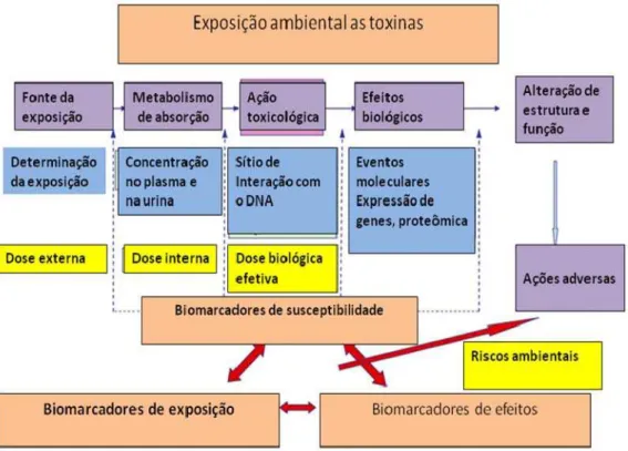Figura 2 Caracterização dos biomarcadores da exposição ambiental as toxinas.  