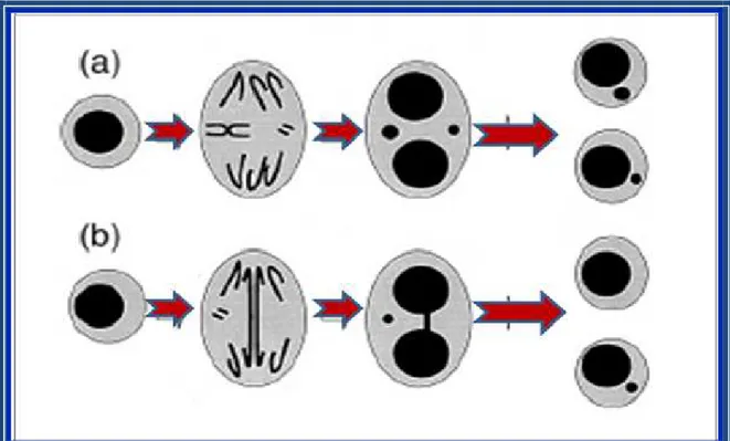 Figura 4. Formação de micronúcleo: (a) Origem de um MN a partir de um  cromossoma inteiro e fragmentos cromossômicos acêntricos na anáfase; (b)  formação de uma ponte a partir de cromossomas dicêntricos, onde os centrômeros  se dirigem para os lados oposto