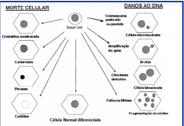Figura 6. Modelo mostrando as diferentes células e os possíveis mecanismos  de origem relativos à morte celular e aos danos ao DNA