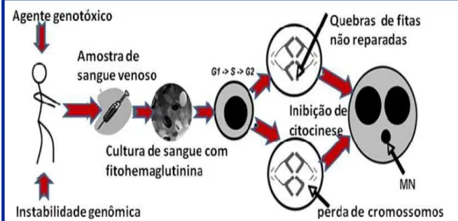 Figura 7. Mecanismos de formação de MN com bloqueio de citocinese.  