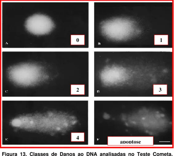 Figura 13. Classes de Danos ao DNA analisadas no Teste Cometa. 
