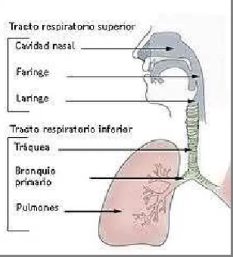 Figura 1 Esquema das vias aéreas humanas 