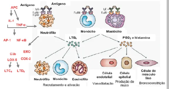Figura  5  Representação  clássica  da  resposta  imunológica  ao  estímulo  irritante  ou  antígeno na fase imediata da asma 