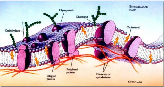 Figura 4: Esquema de uma membrana celular composta de uma bicamada lip´ıdica e prote´ınas