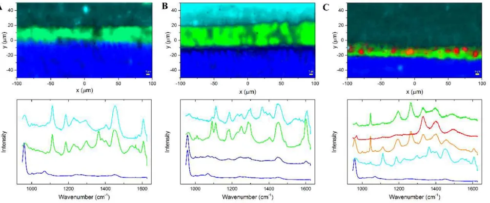 Figure  5 - Representative Raman  spectra and  mapping images  were processed at the cross-section interface  for all groups; 5A) SB-CT control group