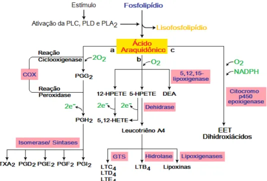 Figura 1. Esquema das três principais vias metabólicas do ácido araquidônico. 