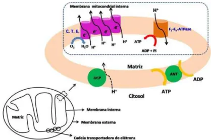 Figura 2. Desenho esquemático da mitocôndria mostrando a cadeia transportadora de  eletróns e a fosforilação oxidativa