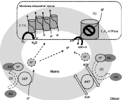Figura 3. Mecanismos de desacoplamento da fosforilação oxidativa induzido por ácidos  graxos