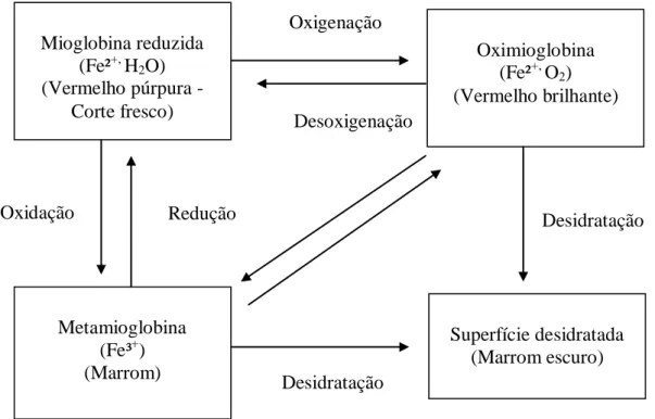 FIGURA 2  –  Ciclo da cor da carne  