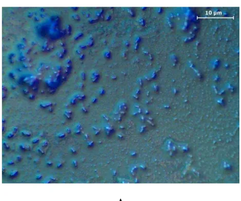 Figura 4. Microscopia óptica dos esporos de bactérias presentes nas cenouras processadas: A  – após a tecnologia sous vide, no tempo T 0  e B- com 8 semanas de armazenamento refrigerado  (3ºC)