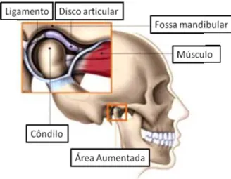 Figura  1 - A  ATM  é  composta  pelo  côndilo  da  mandíbula  posicionado  dentro  da  fossa mandibular do osso temporal