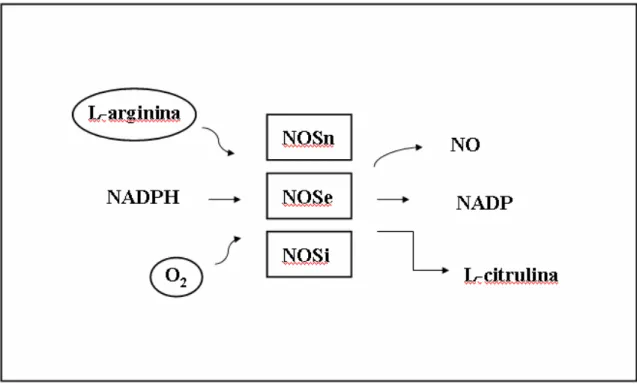 Figura 1- Esquema ilustrativo da síntese de NO pelas isoformas da enzima óxido nítrico sintase (NOS),  a partir do aminoácido L-arginina e de O 2 , na presença de NADPH