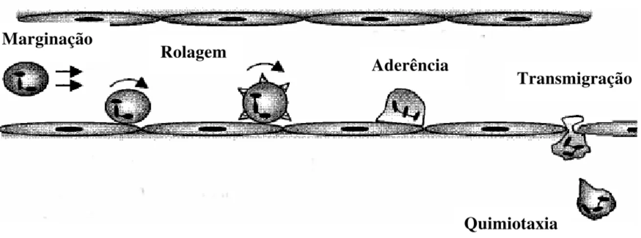 Figura 2- Desenho esquemático das etapas da migração celular numa vênula pós-capilar. Fonte: 