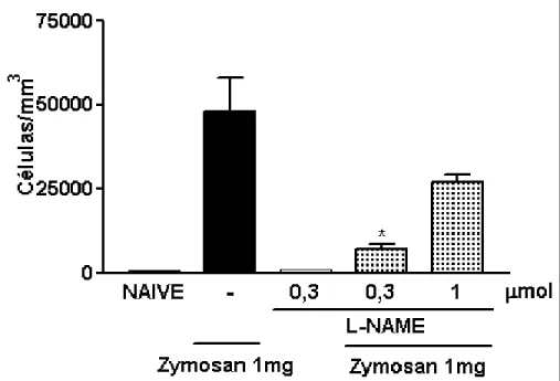 Figura 5- Efeito do pré-tratamento local com L-NAME sobre o influxo celular à cavidade articular de  ratos submetidos à indução da artrite por zymosan (AZy)