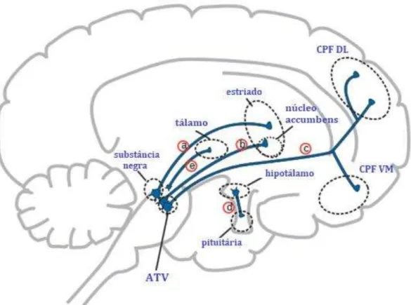 Figura 1 As vias dopaminérgicas da esquizofrenia. a) via nigroestriatal. b) via mesolímbica