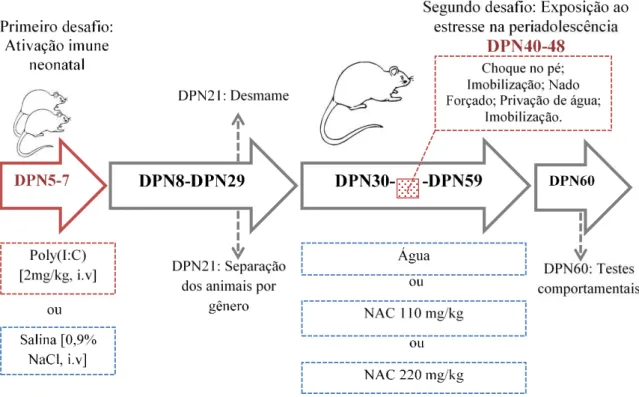 Fig. 9. Protocolo experimental. DPN: dia pós-natal. NAC: N-acetilcisteína (Fonte: Do próprio autor)