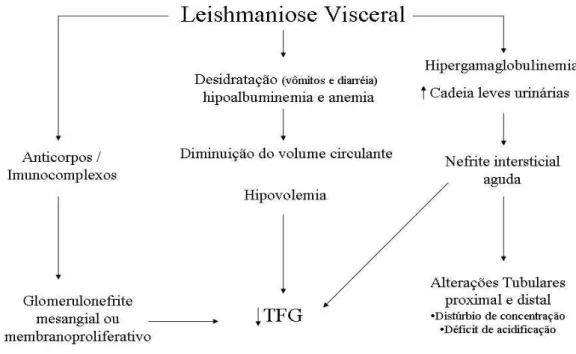Figura 3 – Fisiopatologia do acometimento renal na leishmaniose visceral 