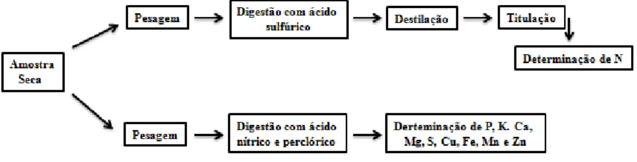 Figura 7 - Esquema simplificado do processo de análise foliar dos nutrientes. 