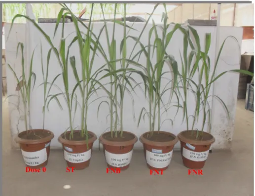 Figura 8 - Plantas de sorgo adubadas com Superfosfato Triplo, FNB, FNT e FNR na dose  100 mg P kg -1  solo