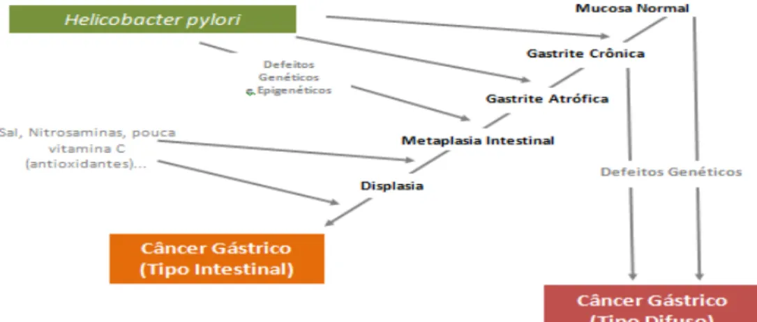 Figura 2: Fluxograma do modelo de carcinogênese gástrica sugerido por Correa. 