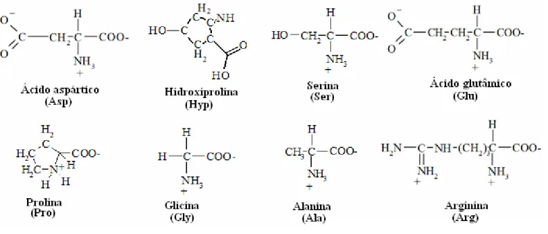 Figura 2.3: Estrutura química dos principais aminoácidos contidos na estrutura do colágeno [35]