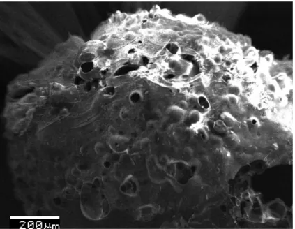 Figura 4.4: Microscopia eletrônica de varredura do material precursor no estado esponjoso (puff)