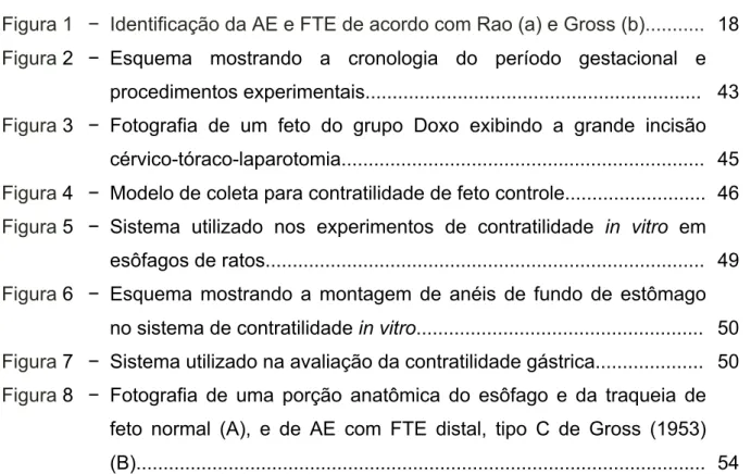 Figura 1  − Identificação da AE e FTE de acordo com Rao (a) e Gross (b)...........  18  Figura 2  − Esquema  mostrando  a  cronologia  do  período  gestacional  e 
