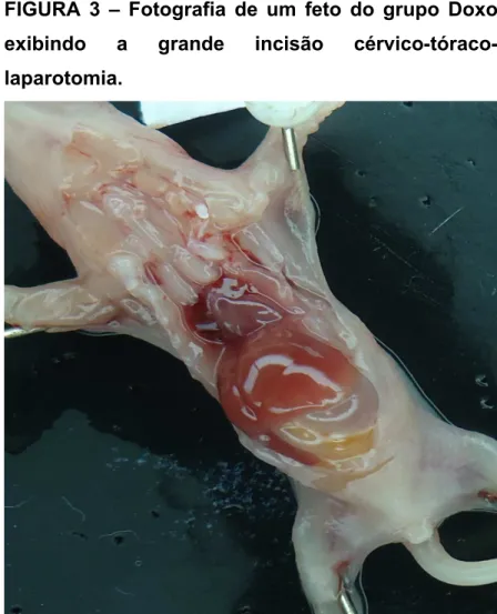 FIGURA  3  –  Fotografia  de  um  feto  do  grupo  Doxo  exibindo  a  grande  incisão   cérvico-tóraco-laparotomia