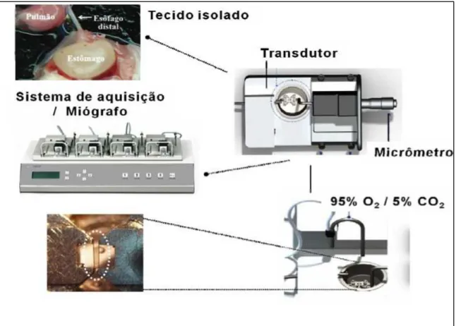 FIGURA  5  –  Sistema  utilizado  nos  experimentos  de  contratilidade in  vitro  em esôfagos de ratos