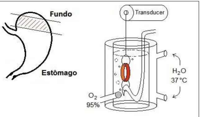FIGURA 6 – Esquema mostrando a montagem de anéis de fundo de est ô mago  no sistema de contratilidade in vitro