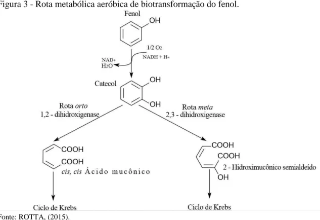 Figura 3 - Rota metabólica aeróbica de biotransformação do fenol. 