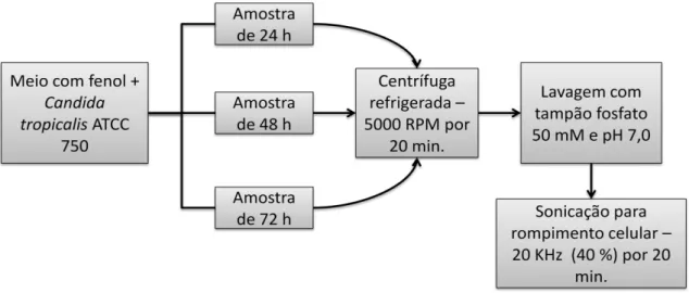 Figura  5  -  Fluxograma  do  procedimento  para  extração  das  enzimas  responsáveis  pela  biotransformação do fenol