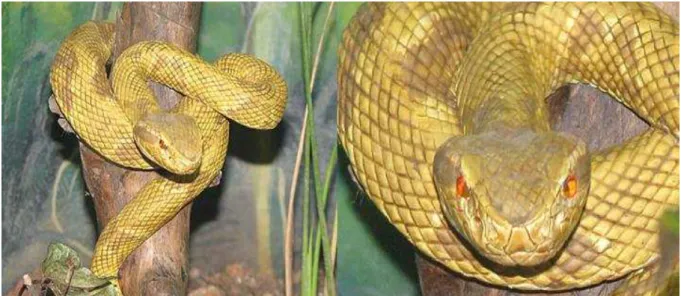 Figura 5. Bothropoides insularis . 