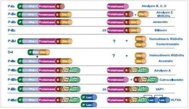 Figura 9. Esquema de classificação das metaloproteinases de venenos de serpente. 
