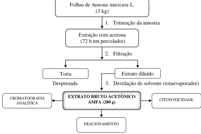 Figura 9. Preparação do extrato bruto acetônico das folhas de  Annona muricata  L. 