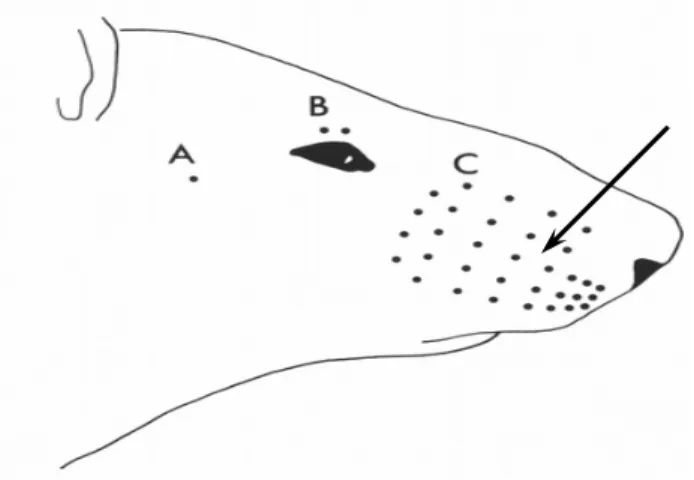 Figura 1. Vibrissa de camundongo: seta indica o local de aplicação de agente lesivo.  