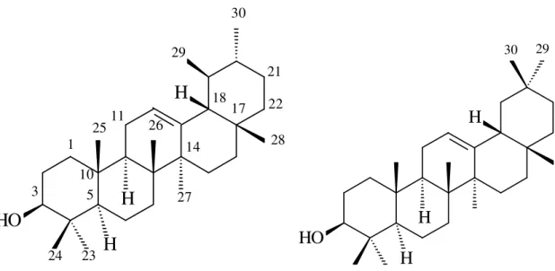 Figura 5.  Estrutura química  dos  triterpenos pentacíclicos α-Amirina  (à  esquerda)  e  β- amirina (à direita)