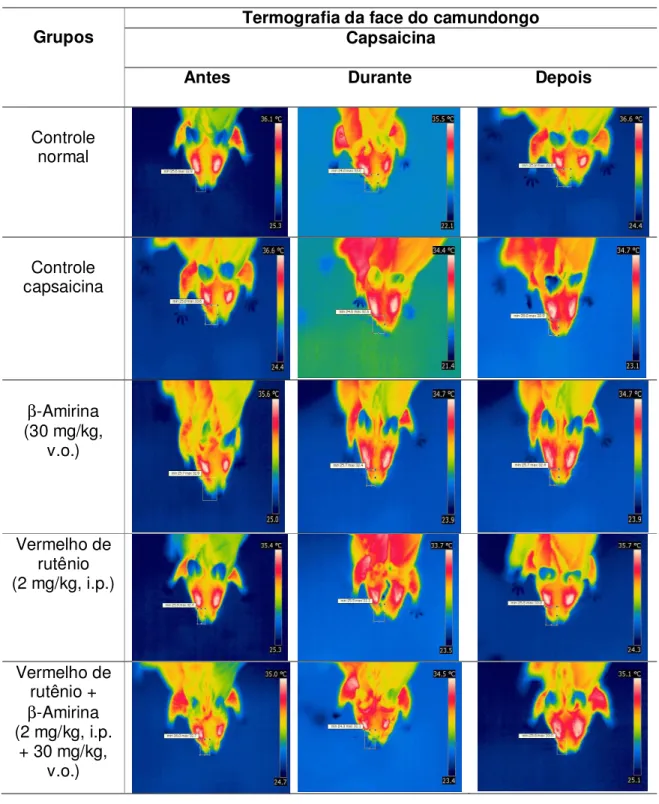 Figura 11. Termometria cutânea infravermelha de alta sensibilidade na face de  camundongos submetidos ao modelo de dor orofacial induzida por capsaicina  com  a  participação  de  receptores  TRPV1
