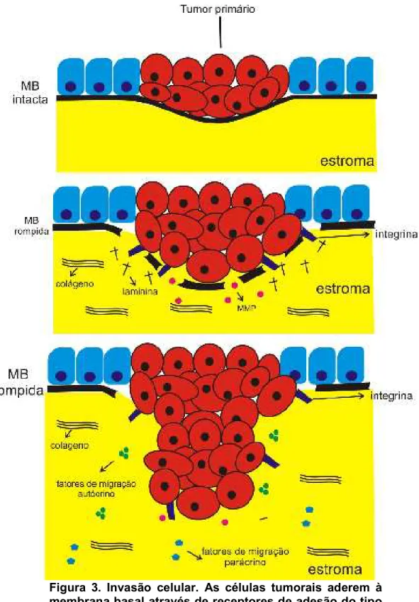 Figura  3.  Invasão  celular.  As  células  tumorais  aderem  à  membrana basal através de receptores de adesão do tipo  integrina