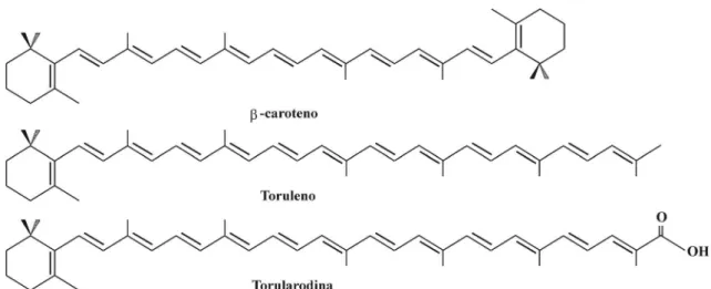 Figura 2 – Comparação da fórmula estrutural dos pigmentos formados pela levedura do gênero  Rhodotorula (PARK, et al., 2007)