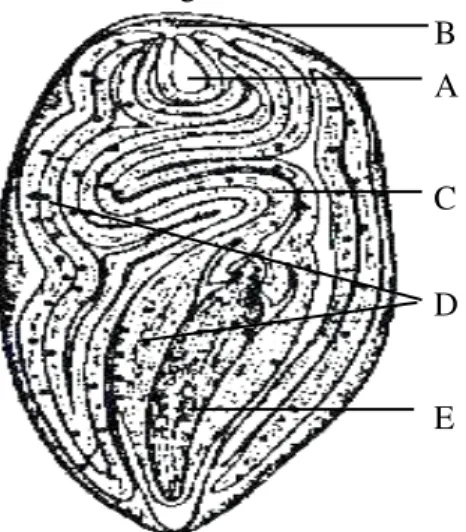 FIGURA 4 - Corte longitudinal da semente de algodão. A, endosperma; B, nucélulas; C, cotiledôneas; 